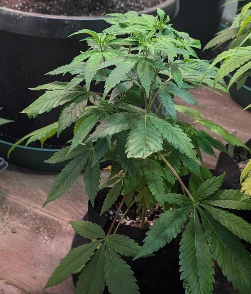 Amnesia Gas. Week 6