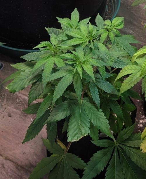 Amnesia Gas. Week 6