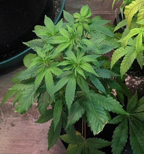 Amnesia Gas. Week 6