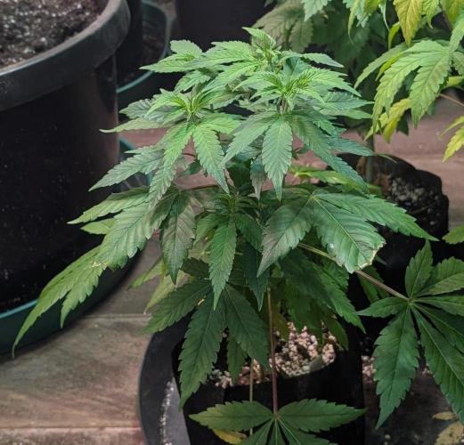 Amnesia Gas. Week 6