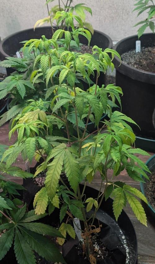 Papaya Stank. Week 6