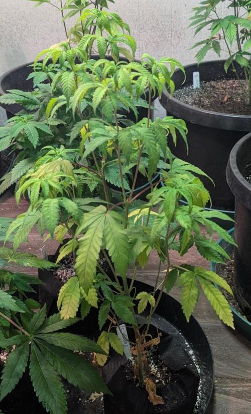 Papaya Stank. Week 6