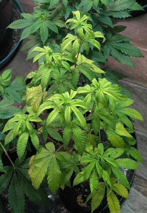 Papaya Stank. Week 6