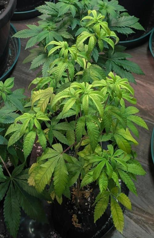 Papaya Stank. Week 6
