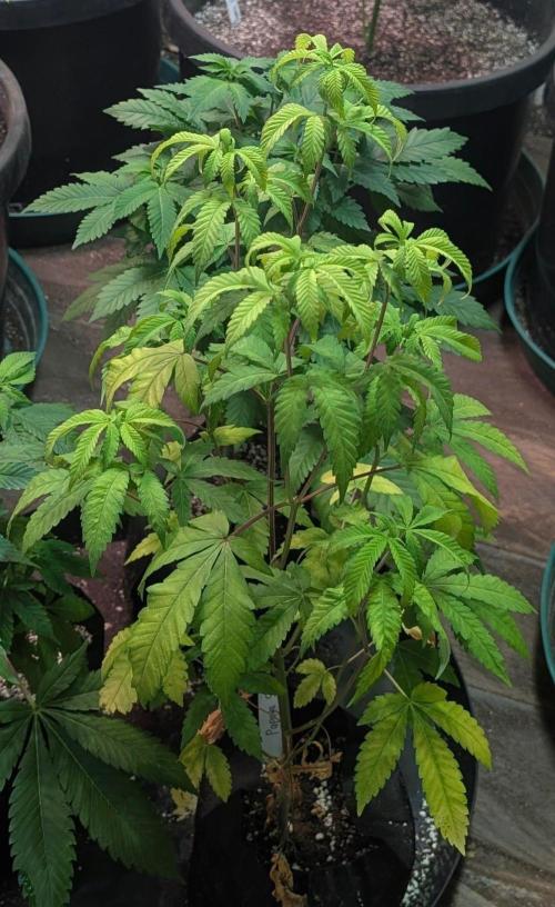 Papaya Stank. Week 6