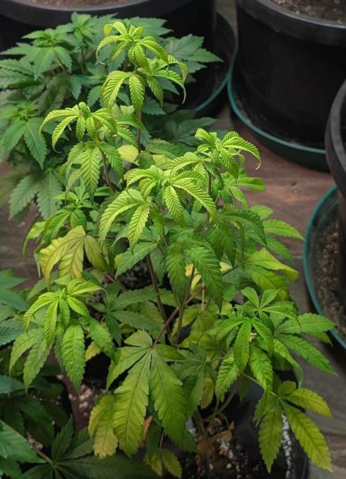 Papaya Stank. Week 6