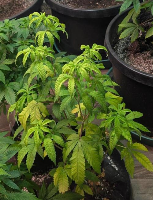 Papaya Stank. Week 6