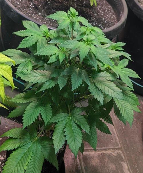 Grampa Zombie. Week 6