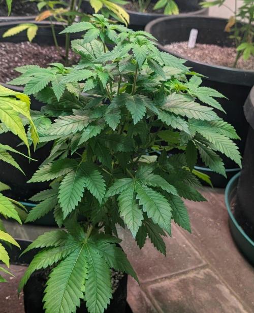 Grampa Zombie. Week 6