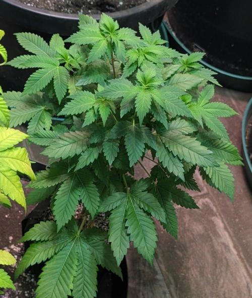 Grampa Zombie. Week 6