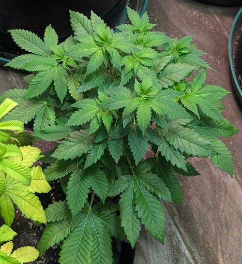 Grampa Zombie. Week 6
