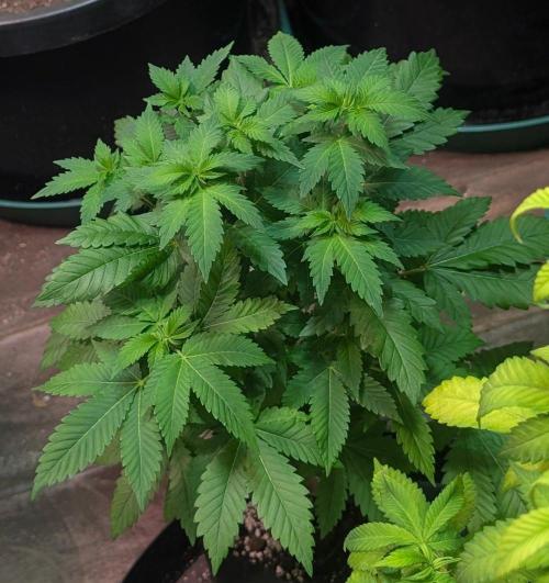 Grampa Zombie. Week 6