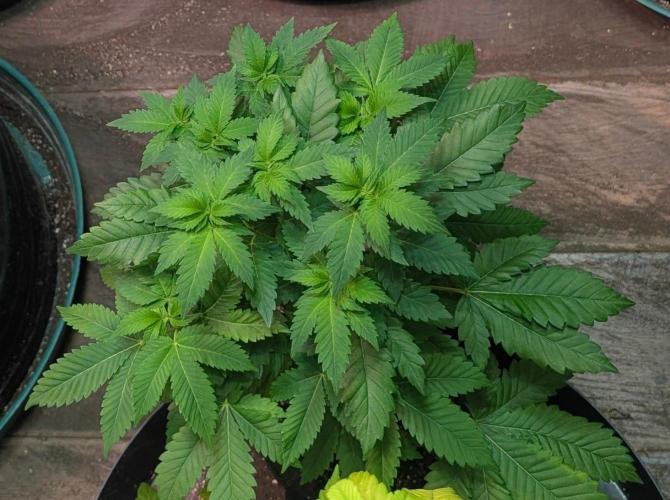 Grampa Zombie. Week 6