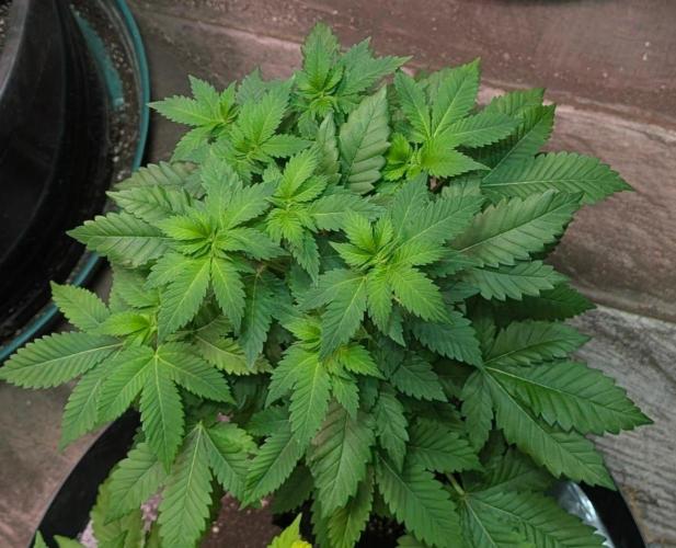 Grampa Zombie. Week 6