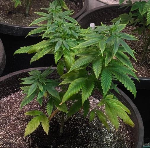 Sticky Broccoli. Week 6
