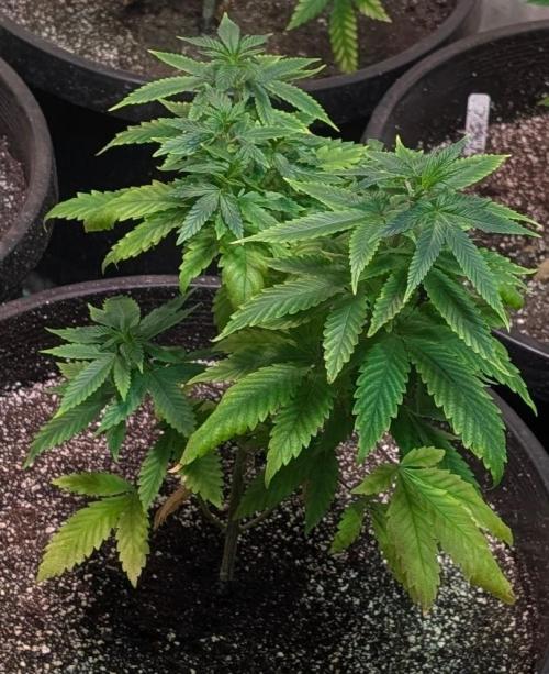 Sticky Broccoli. Week 6