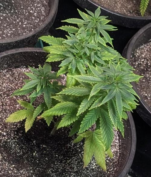 Sticky Broccoli. Week 6