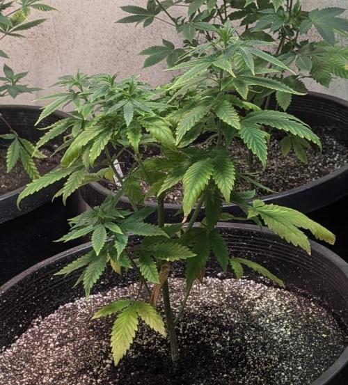 Sticky Broccoli. Week 6