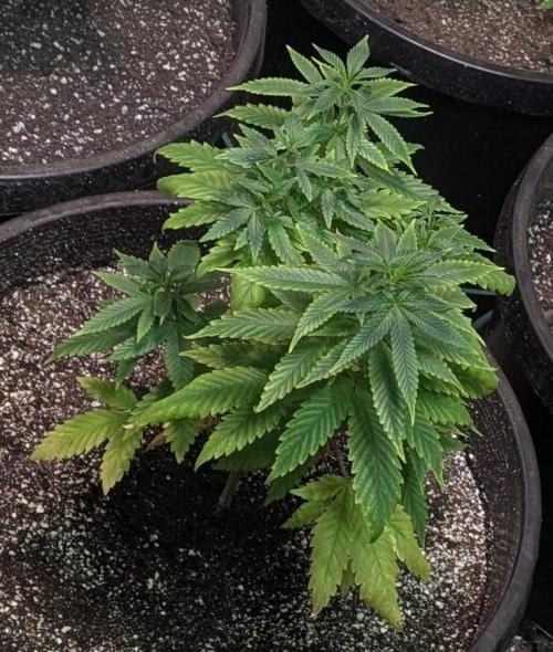 Sticky Broccoli. Week 6