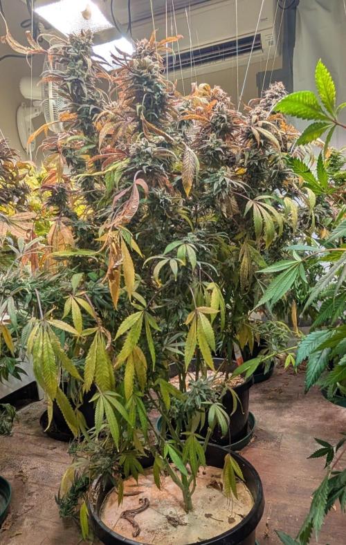 Sunset Sherbet. Week 27