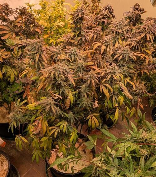 Sunset Sherbet. Week 27