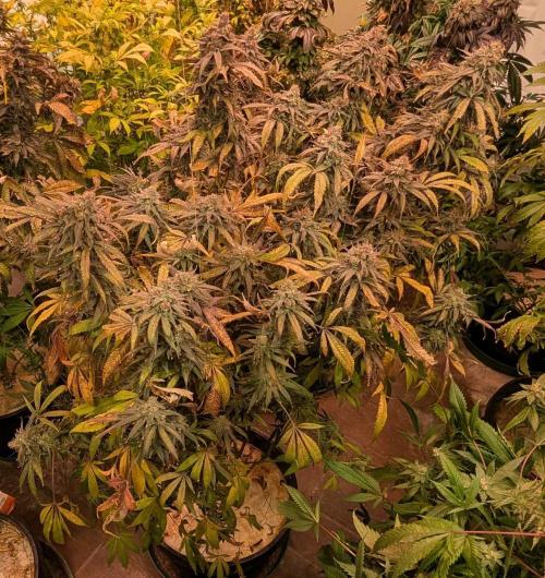 Sunset Sherbet. Week 27