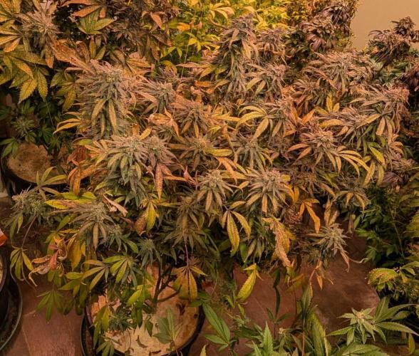 Sunset Sherbet. Week 27