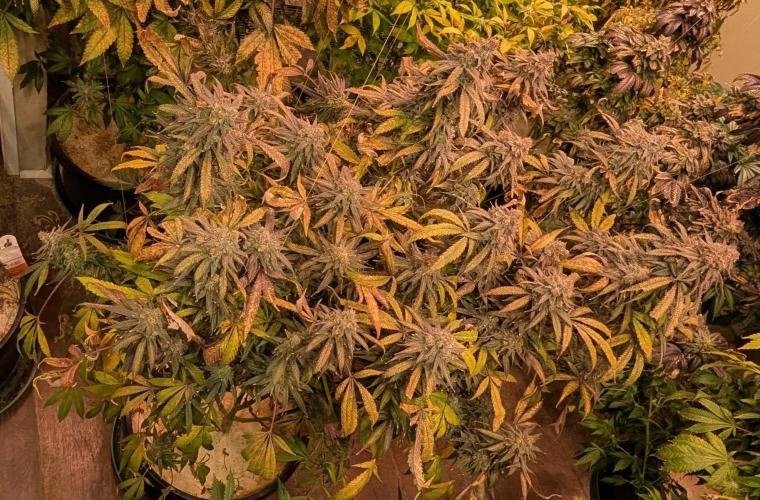 Sunset Sherbet. Week 27