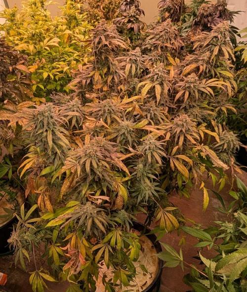 Sunset Sherbet. Week 27