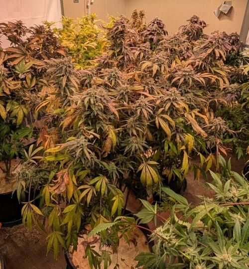 Sunset Sherbet. Week 27