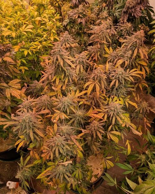 Sunset Sherbet. Week 27