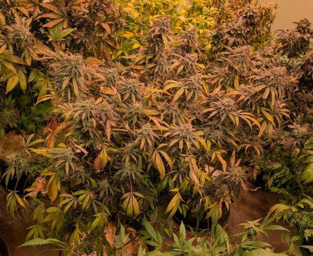 Sunset Sherbet. Week 27