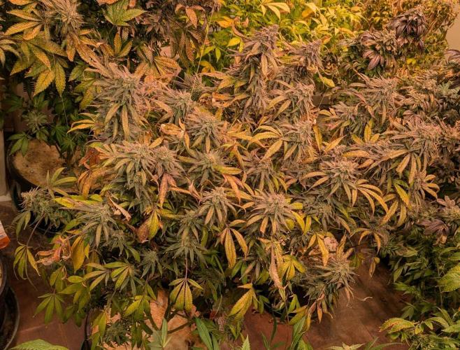 Sunset Sherbet. Week 27