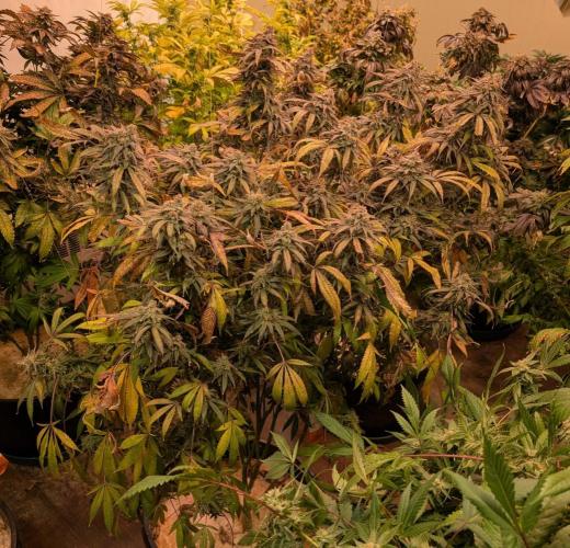 Sunset Sherbet. Week 27