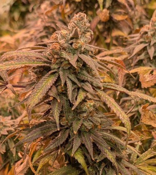 Sunset Sherbet. Week 27