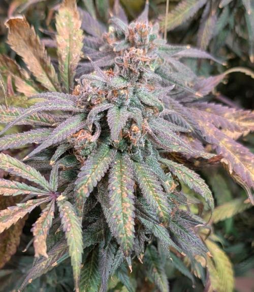 Sunset Sherbet. Week 27