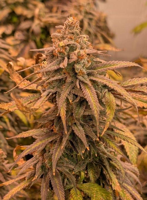 Sunset Sherbet. Week 27