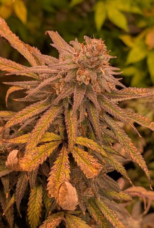 Sunset Sherbet. Week 27