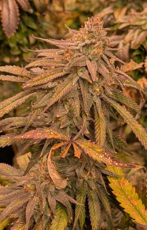 Sunset Sherbet. Week 27