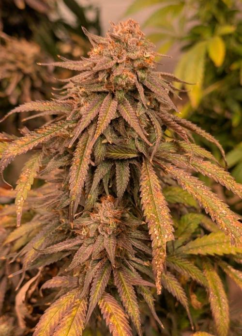 Sunset Sherbet. Week 27