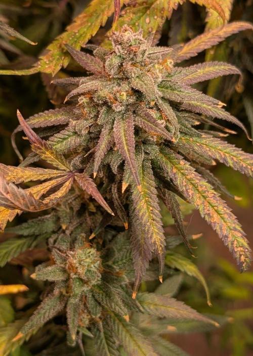 Sunset Sherbet. Week 27
