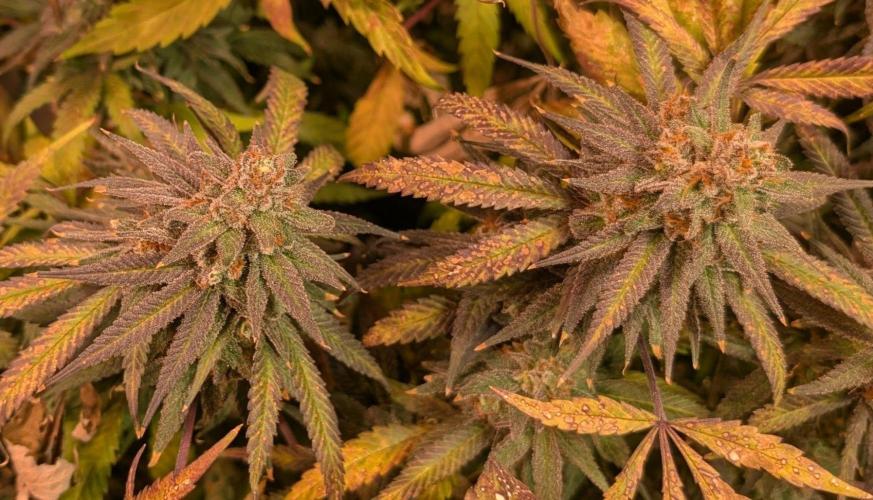 Sunset Sherbet. Week 27