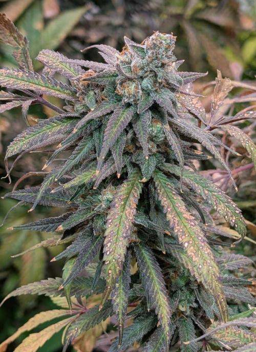 Sunset Sherbet. Week 27