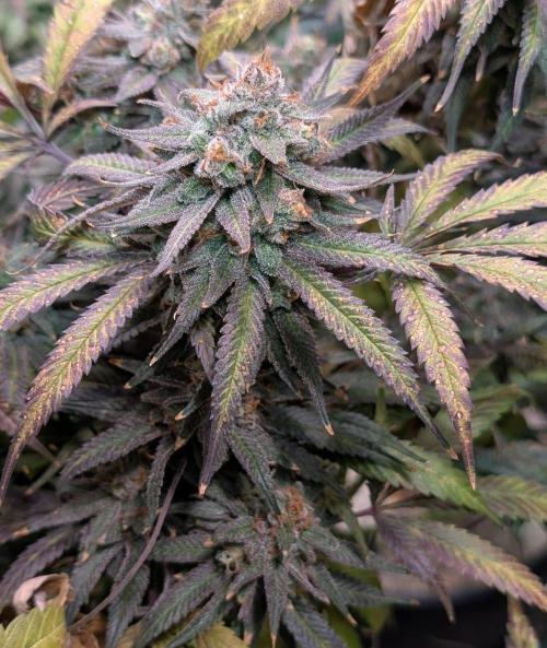 Sunset Sherbet. Week 27