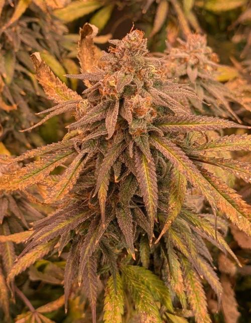 Sunset Sherbet. Week 27