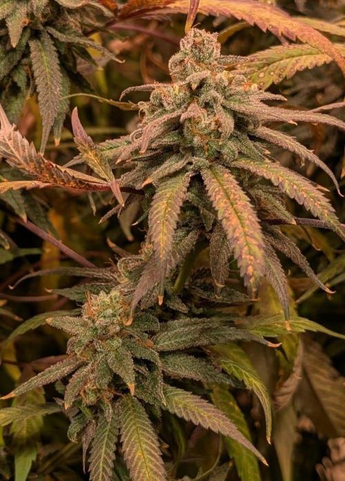 Sunset Sherbet Go Fast. Week 27