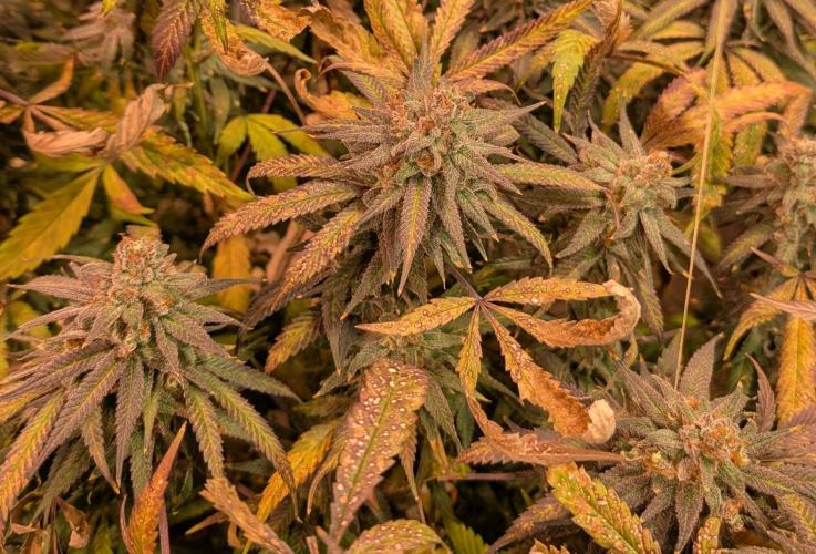 Sunset Sherbet. Week 27
