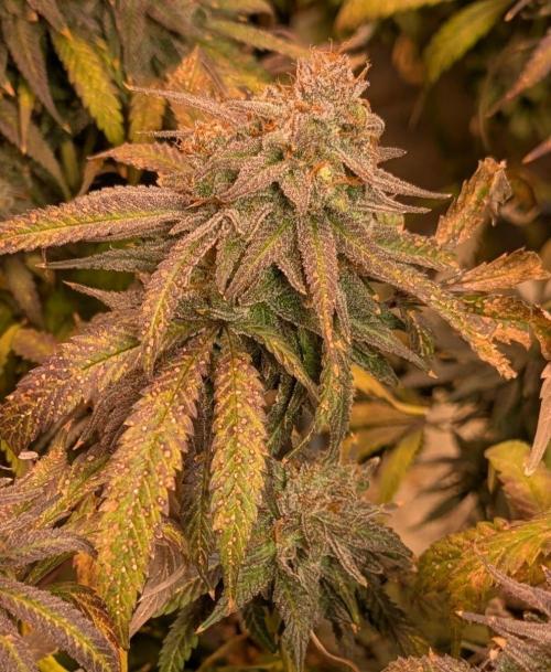 Sunset Sherbet. Week 27