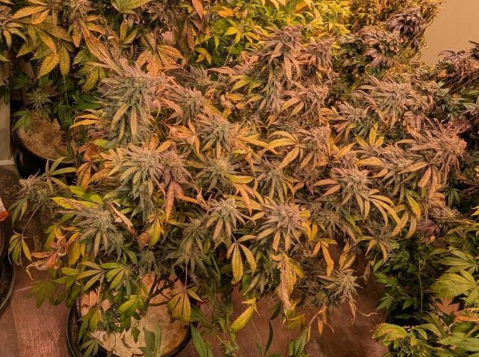 Sunset Sherbet. Week 27