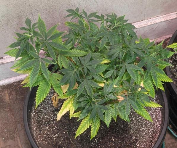 Aura Hash. Week 7